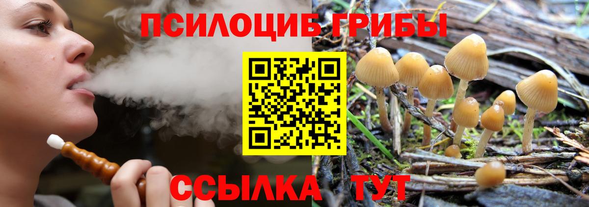 Галлюциногенные грибы Psilocybe Томск
